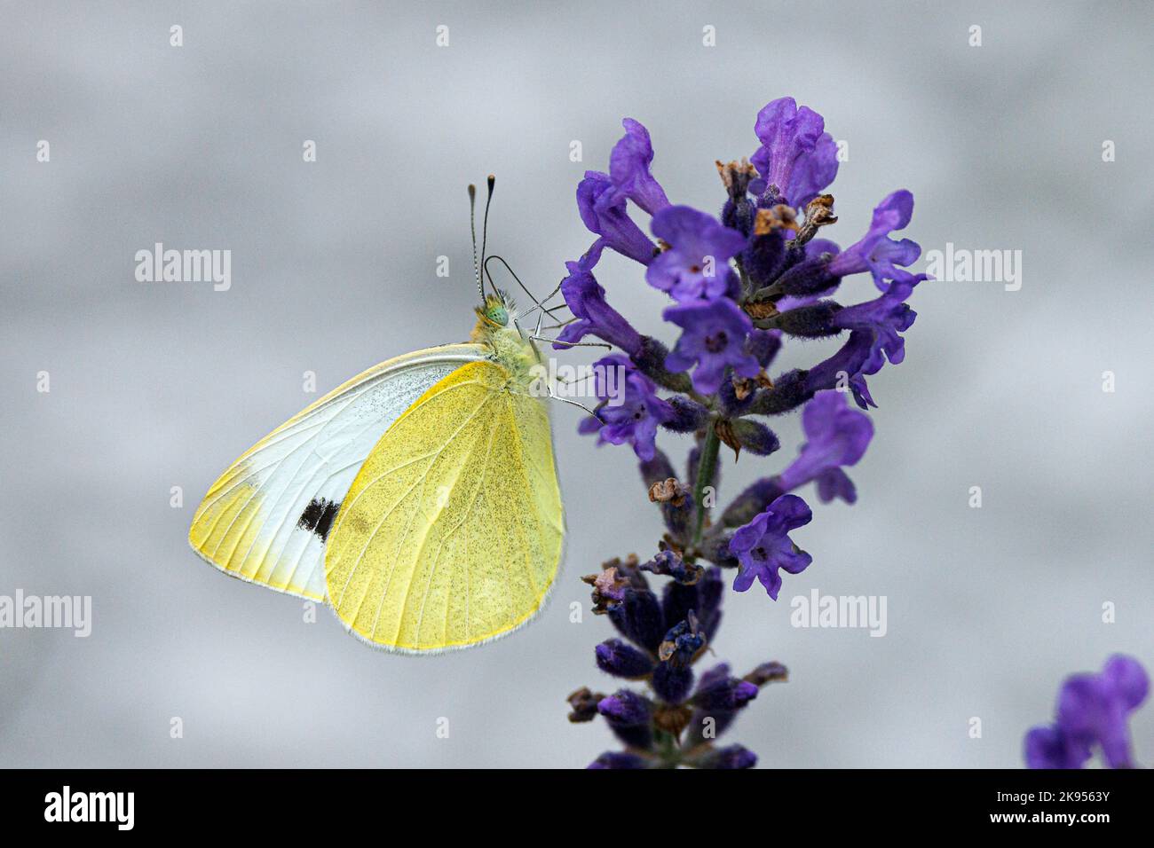 Kleiner weißer Kohlschmetterling, importierter Kohlwurm (Pieris rapae, Artogia rapae), saugt Nektar aus Lavendel, Deutschland, Bayern Stockfoto