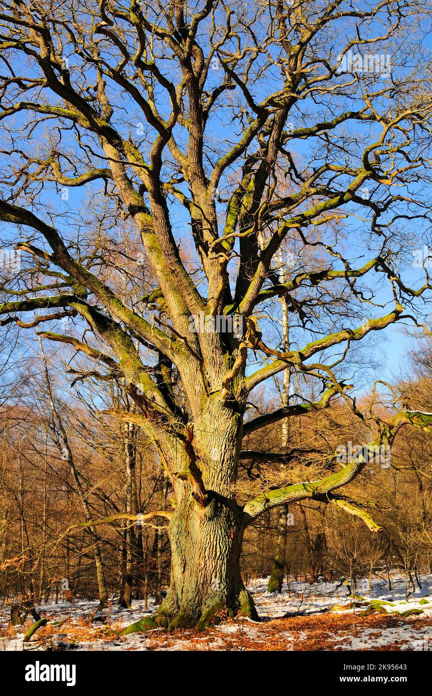 Gemeine Eiche, Stieleiche, Englische Eiche (Quercus robur, Quercus pedunculata), alte Eiche im Winter, Deutschland, Nordrhein-Westfalen Stockfoto