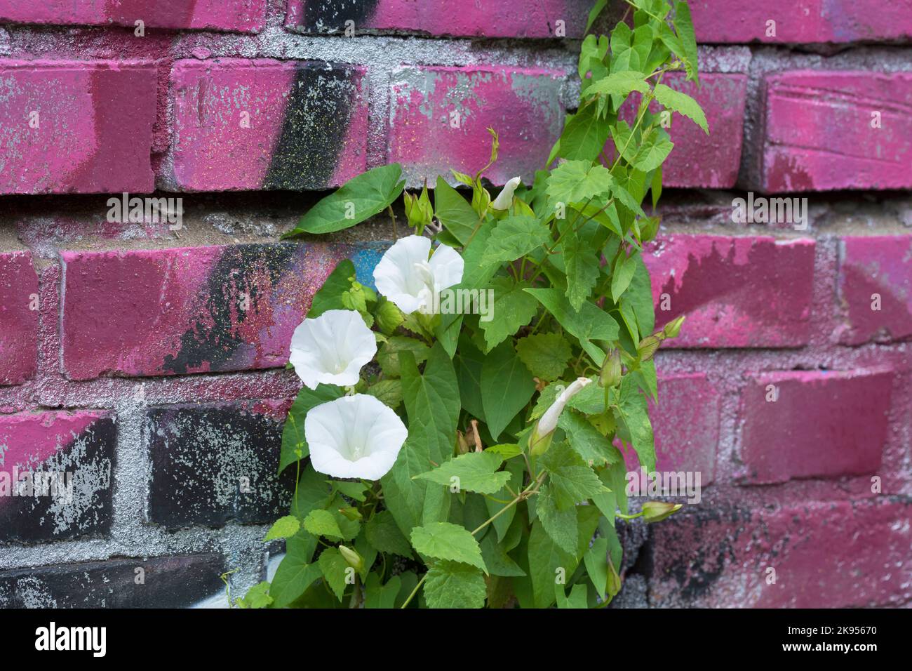 Bellbine, Hedge-Binderweed, Hedge-falsches Binderweed, Lady's-Nightcap, Rutland-Schönheit, Binnenkraut (Calystegia sepium, Convolvulus sepium), Klettern Stockfoto