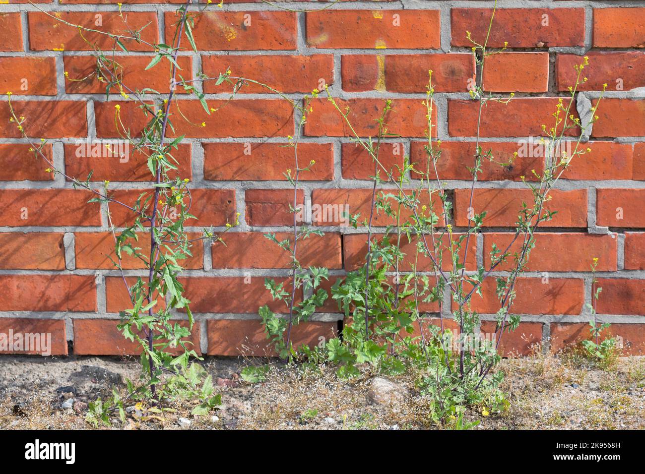 Gewöhnlicher Heckensenf, Hairy-Pod Heckensenf (Sisymbrium officinale), wächst im Kiesbett an einer Wand, Deutschland Stockfoto