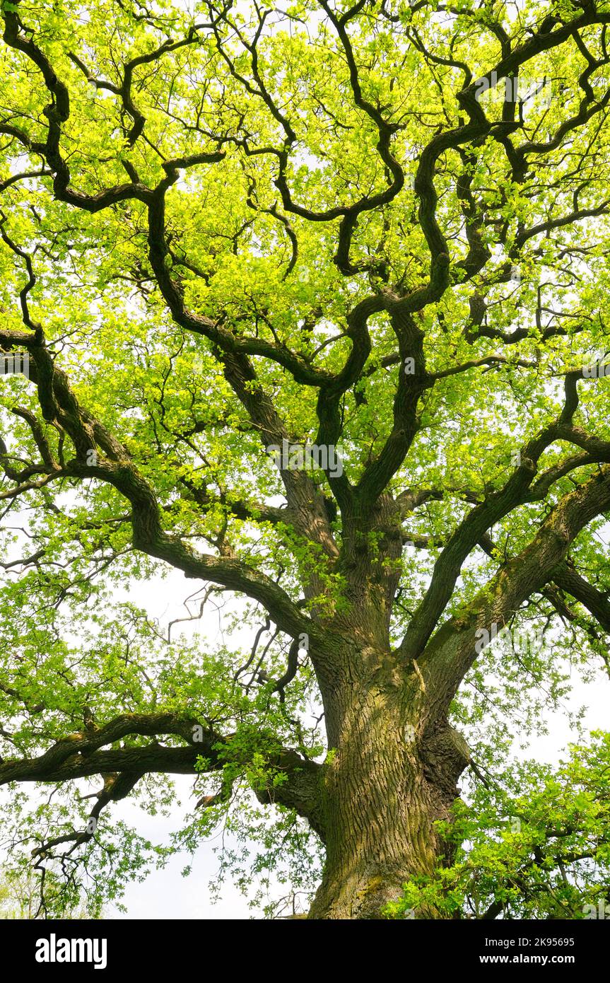 Gemeine Eiche, Stieleiche, Englische Eiche (Quercus robur, Quercus pedunculata), Blattstrieb im Frühjahr, Deutschland, Nordrhein-Westfalen Stockfoto