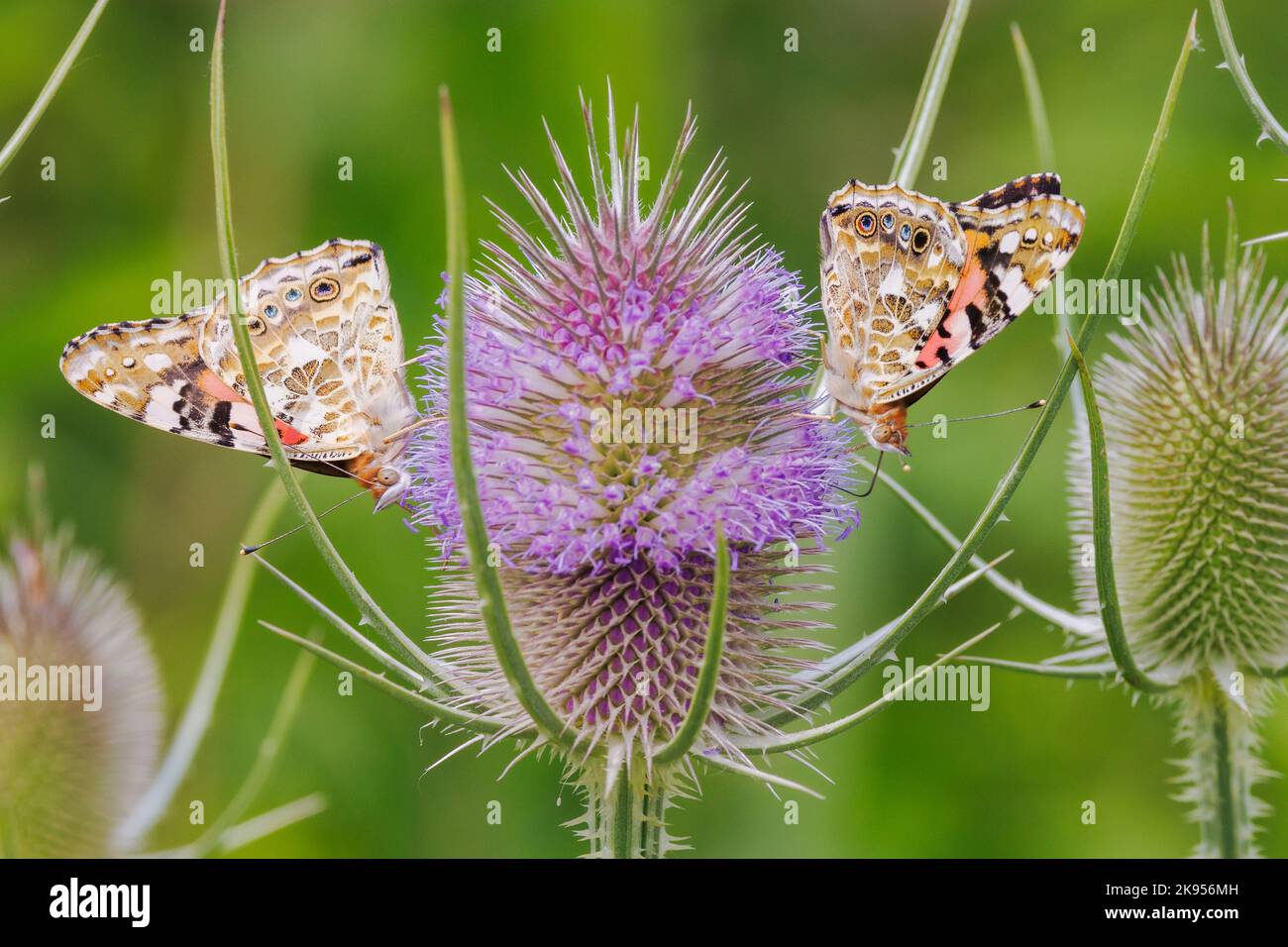 Gemalte Dame (Cynthia cardui, Vanessa cardui, Pyramis cardui), zwei gemalte Damen saugen Nektar aus wildem Teelöffel, Deutschland, Bayern, Isental Stockfoto