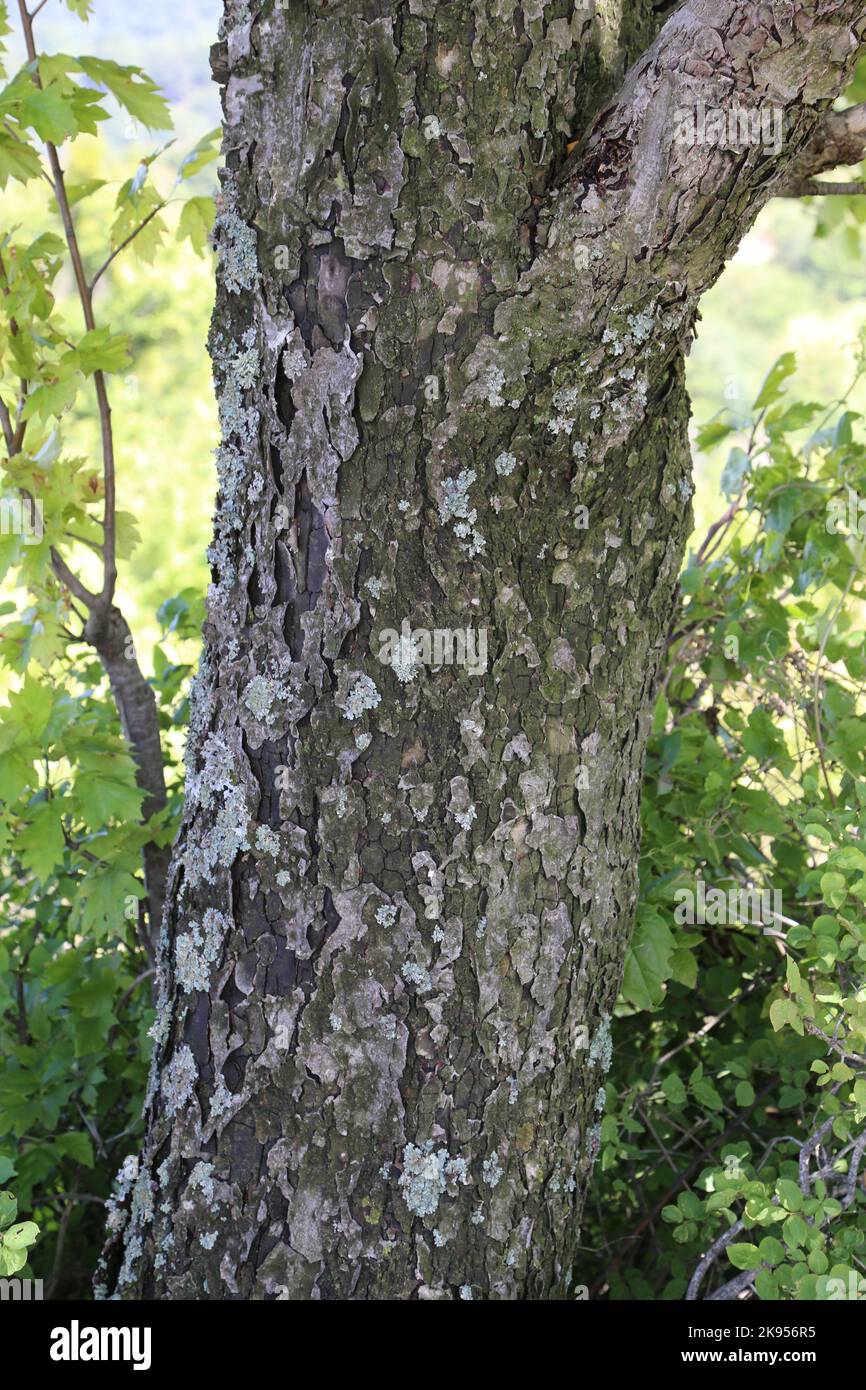 Sorbus torminalis, Wild Service Tree, Rosaceae. Eine wilde Pflanze schoss im Herbst. Stockfoto