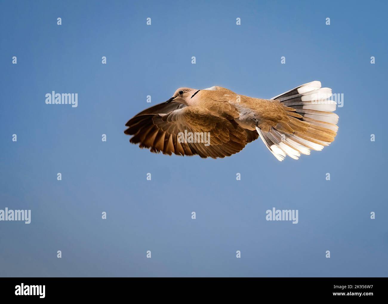 Eine Aufnahme einer braunen Taube, die in einem blauen Himmel fliegt Stockfoto Eine Aufnahme einer braunen Taube, die in einem blauen Himmel fliegt Stockfoto