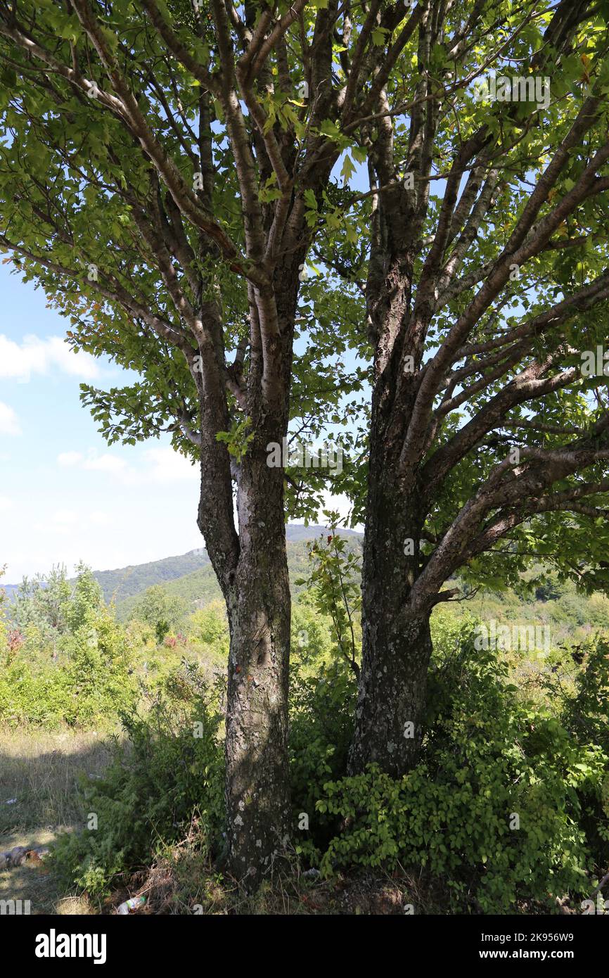 Sorbus torminalis, Wild Service Tree, Rosaceae. Eine wilde Pflanze schoss im Herbst. Stockfoto