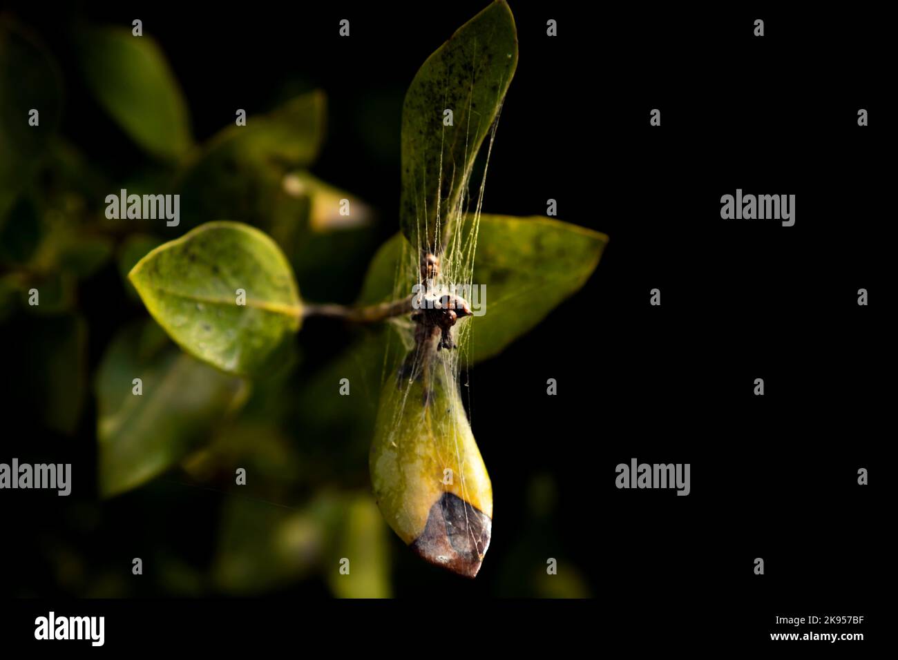 Grüne Mangrovenbäume Blick am frühen Morgen vom Umm Al Quwain Strand, VAE Stockfoto