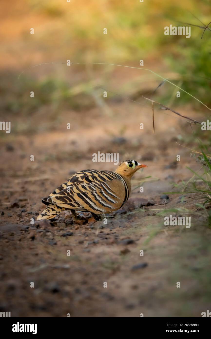 Bemalter Sandhuhn oder Pterocles indicus männlicher Vogel Nahaufnahme oder Porträt auf natürlichem grünem Hintergrund im ranthambore National Park Forest Reserve india Stockfoto