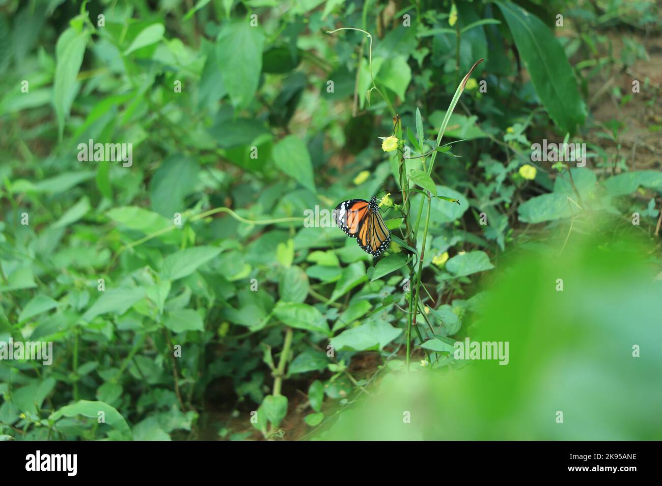 Gemeiner Tiger oder Danaus genotia, Orange mit weißem und schwarzem Farbmuster auf Insektenflügel, Monarch Schmetterling sucht Nektar auf Blume auf dem Feld mit Stockfoto