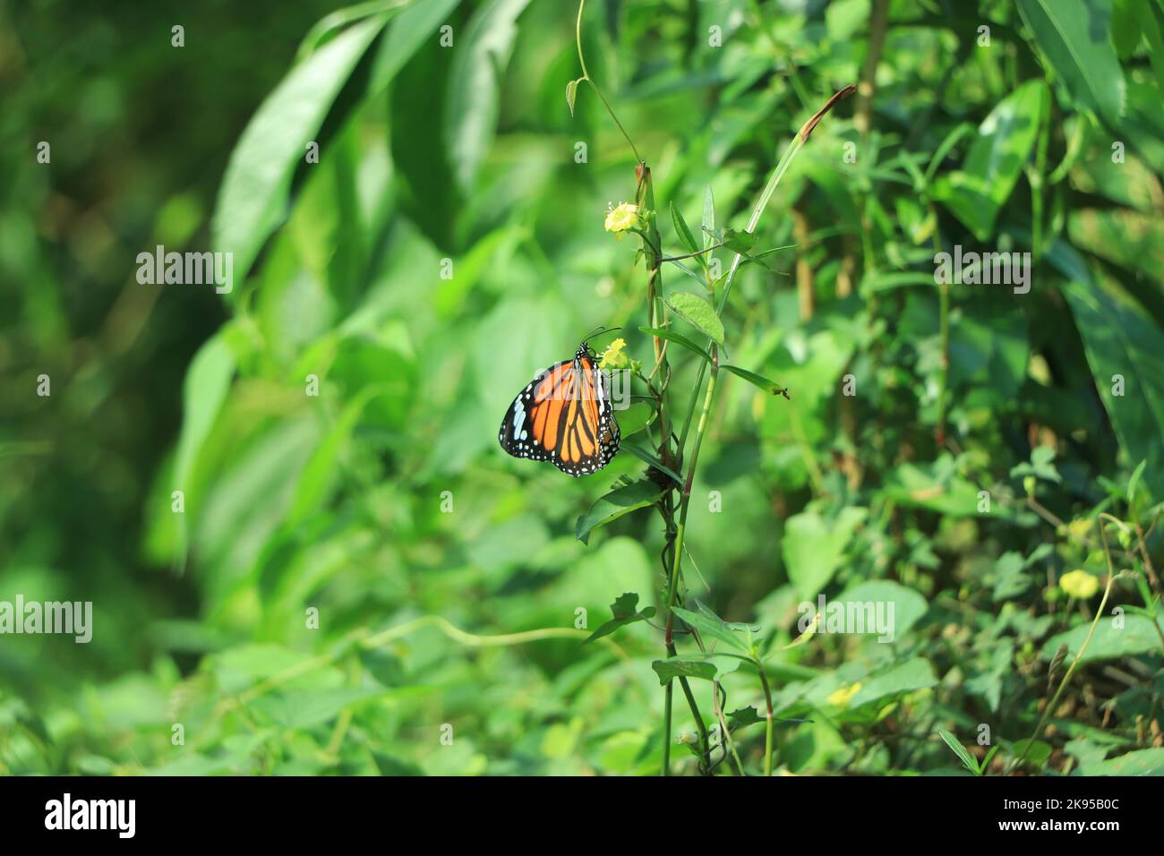 Monarch Danaus plexippus, Schmetterling in der Natur Lebensraum. Schönes Insekt aus Mexiko. Schmetterling im grünen Wald. Stockfoto