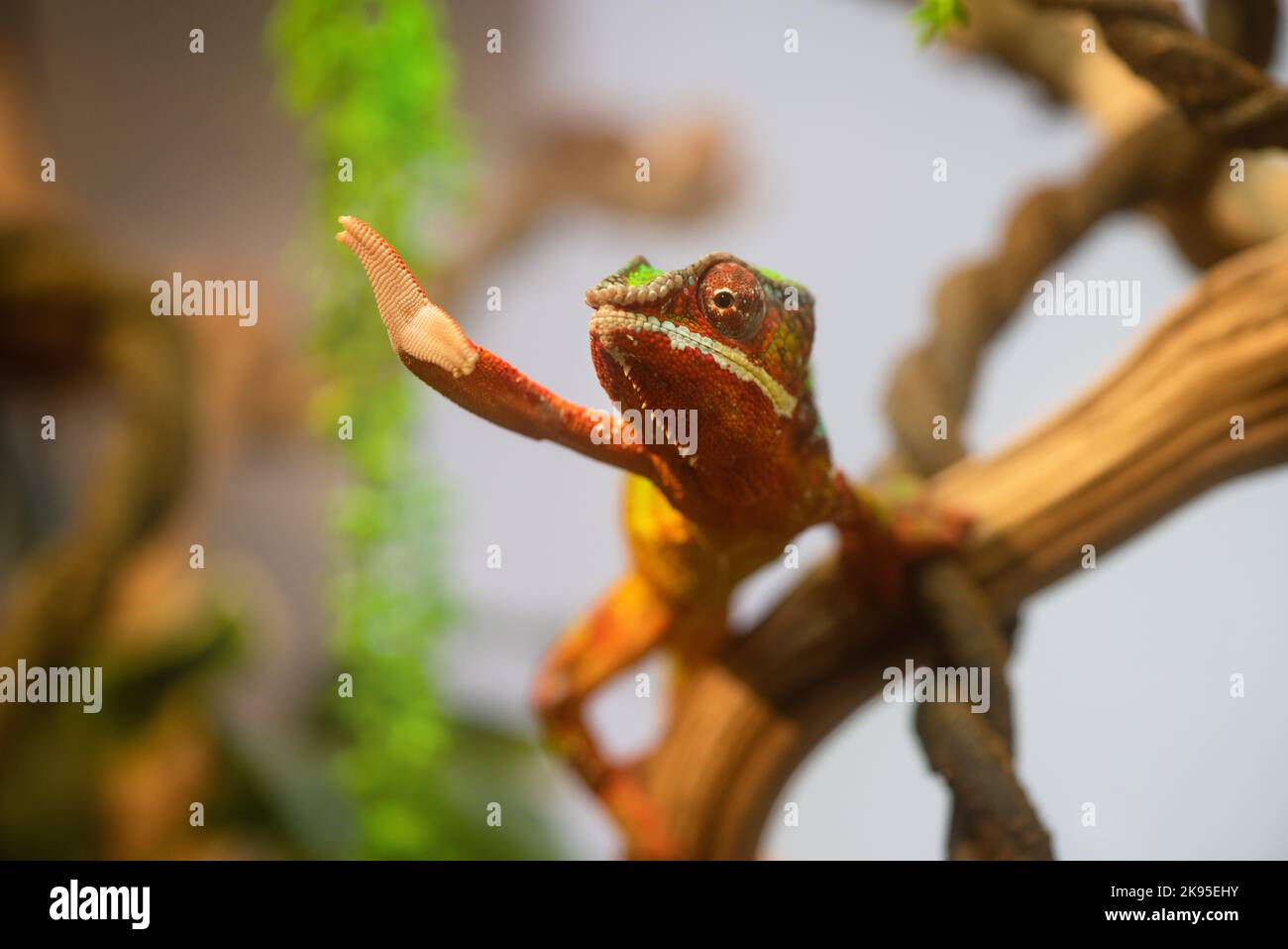 Nettes freundliches Chamäleon begrüßt Geste durch seine Hände Stockfoto