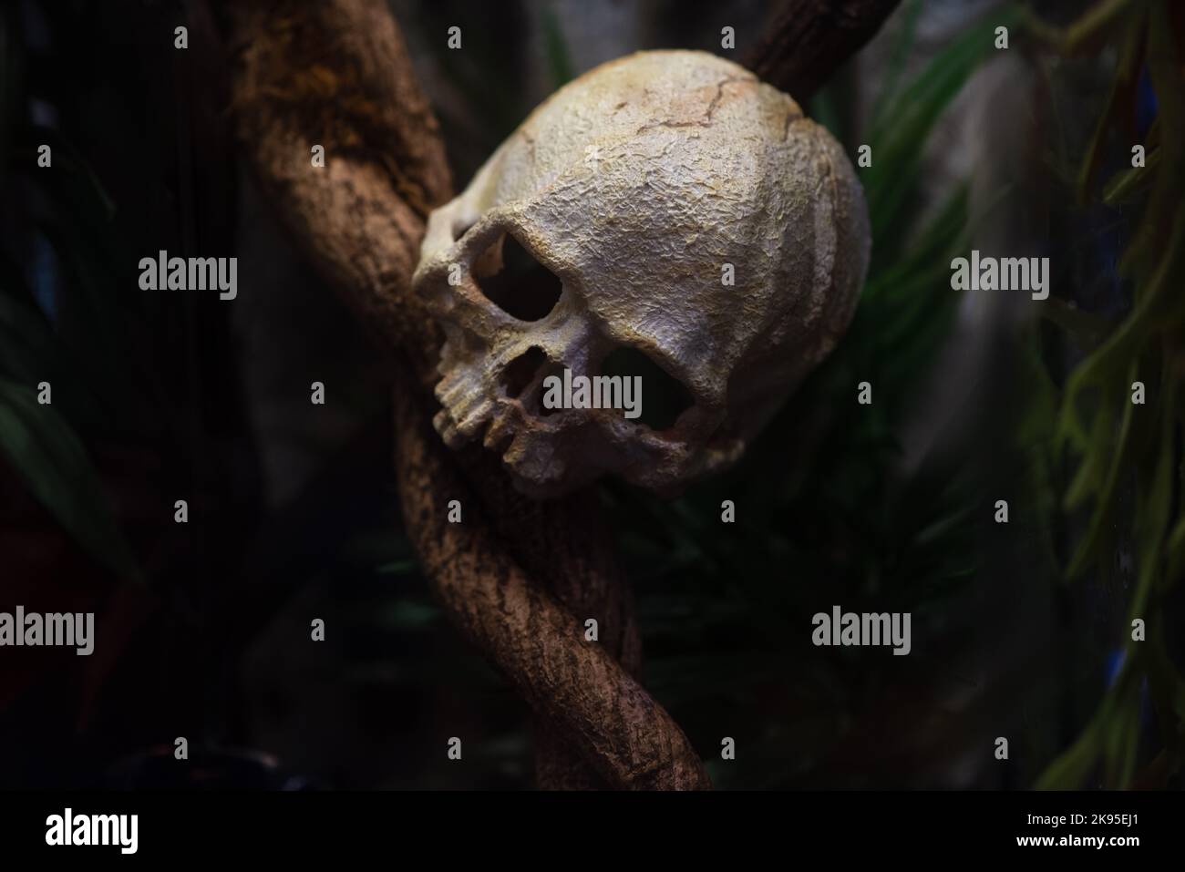 Gruseliger menschlicher Schädel für halloween Design Stockfoto