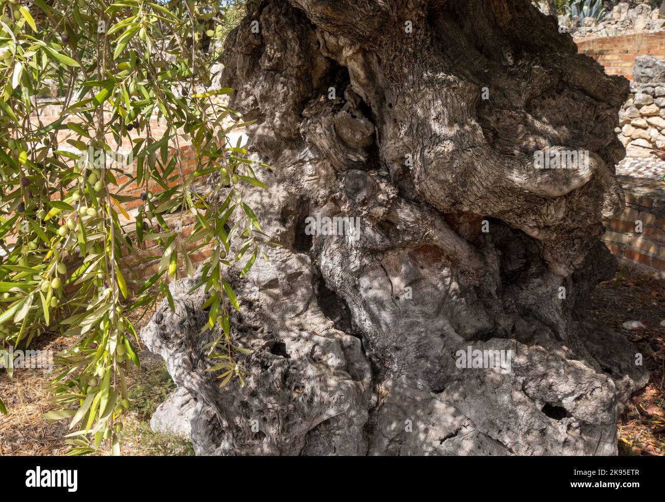 Italien, Sizilien, Sciacca. Castello Incantato von Filippo Bentivegna. Geschnitzte Gesichter in einem alten Olivenbaum im Enchanted Castle. Stockfoto