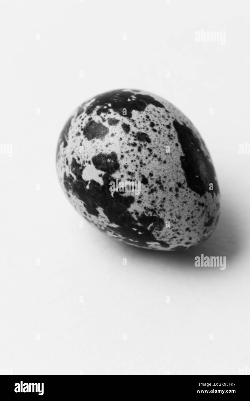 Schwarze und weiße Wachteleier Stockfoto