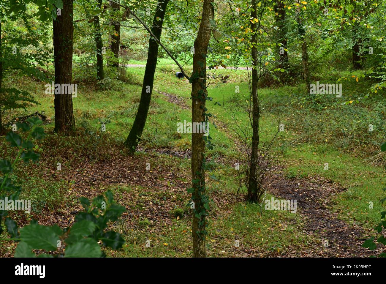 Mamhead Forest. Stockfoto