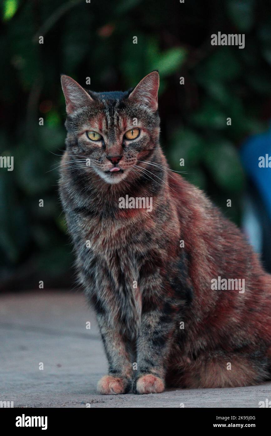 Eine vertikale Nahaufnahme einer wilden gestromten Katze mit orangen Augen Stockfoto