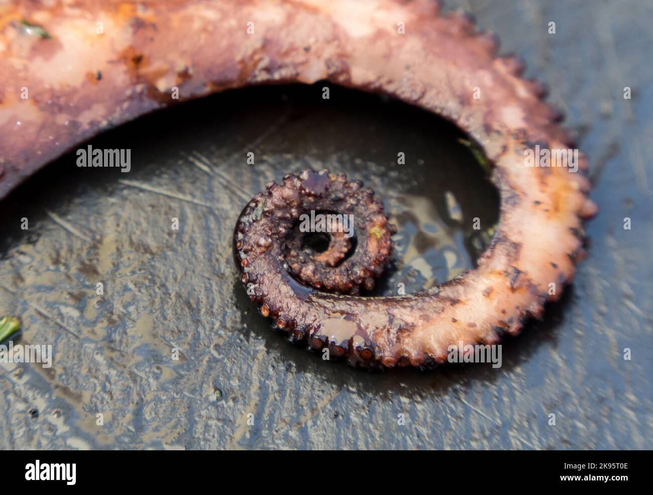 Italien, Sizilien, Castellammare del Golfo. Gegrillte lokale Octopus-Tentikel auf einem Schieferteller. Stockfoto