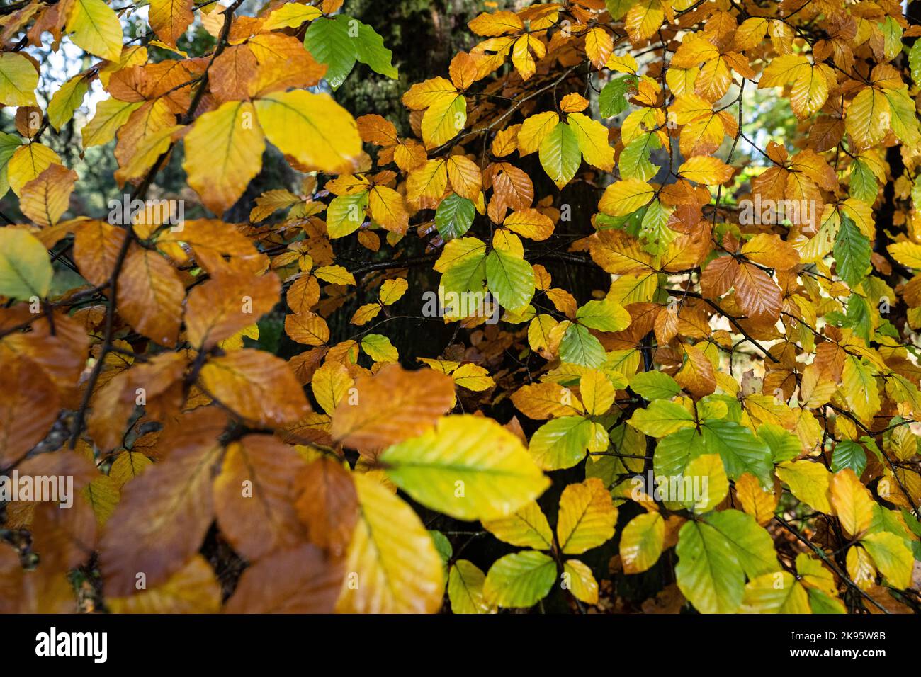 Buche Baum Blätter im Herbst Stockfoto