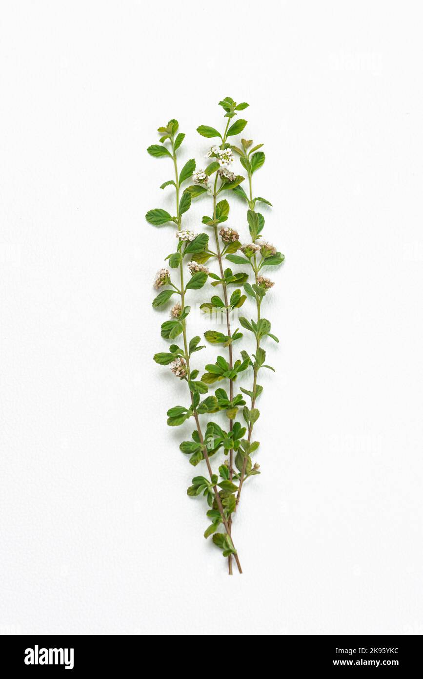 Lippia micromera Jamaican oregano Pflanze Kraut auf weißem Hintergrund Ausschnitte Stockfoto
