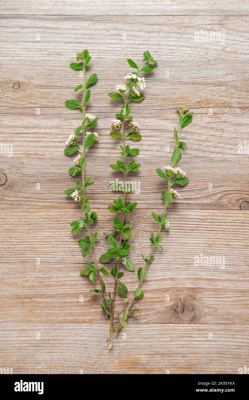 Lippia micromera Jamaican oregano Pflanze Kraut auf Holzhintergrund Ausschnitte Stockfoto