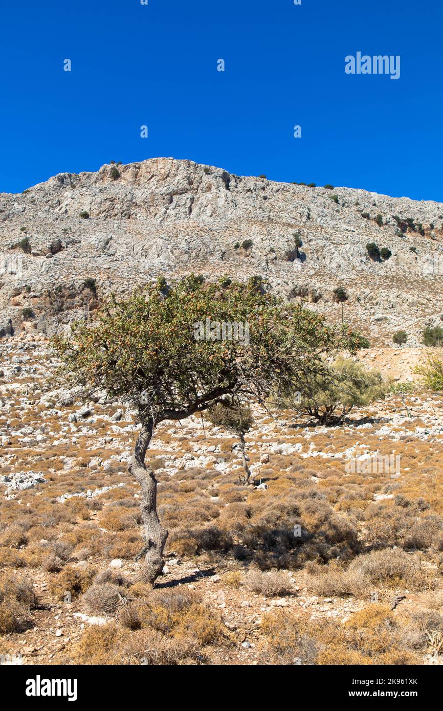 Olivenbäume in einer typisch griechischen Landschaft. Trockenes Klima und sonniger blauer Himmel. Rhodos-Insel, Griechenland. Stockfoto