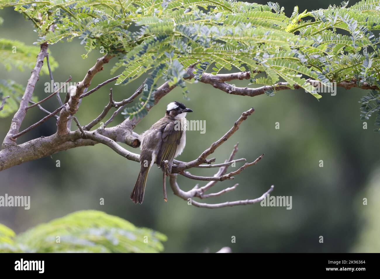 Ein flacher Fokus von einem leicht belüfteten Bulbul-Vogel, der auf einem Baumzweig thront Stockfoto