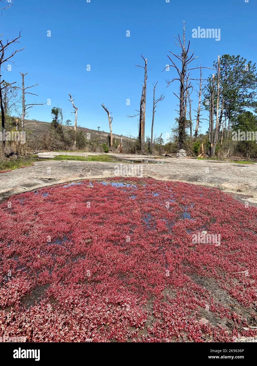 Eine vertikale Aufnahme von Diamorpha-Pflanzen auf Granitausschnitten in Arabia Mountain, Georgia Stockfoto