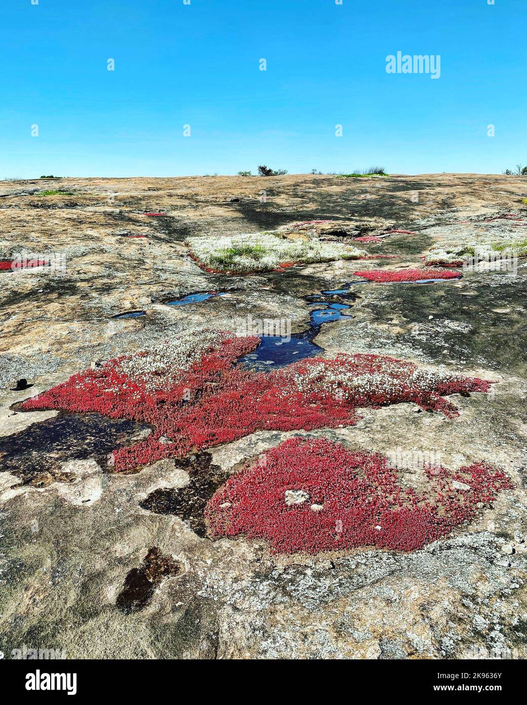 Eine vertikale Aufnahme von Diamorpha-Pflanzen auf Granitausschnitten in Arabia Mountain, Georgia Stockfoto