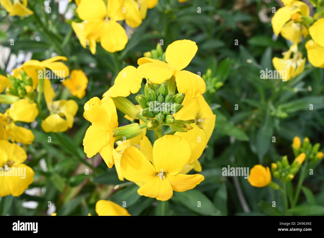 Eine Nahaufnahme von blühenden gelben türkischen warzigen Kohlblüten Stockfoto