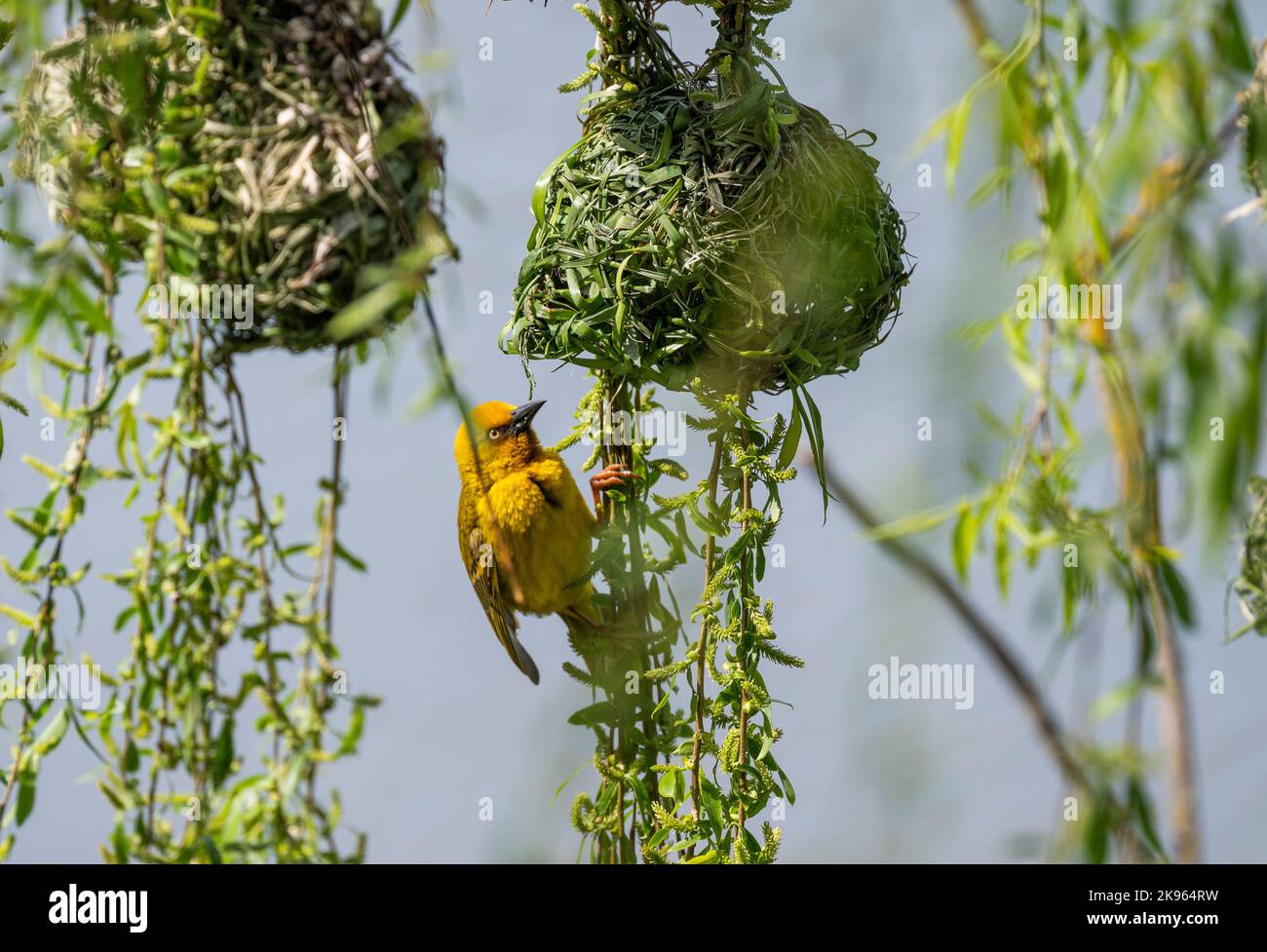 Cape Weaver, Stellenbosch, Westkap, Südafrika Stockfoto