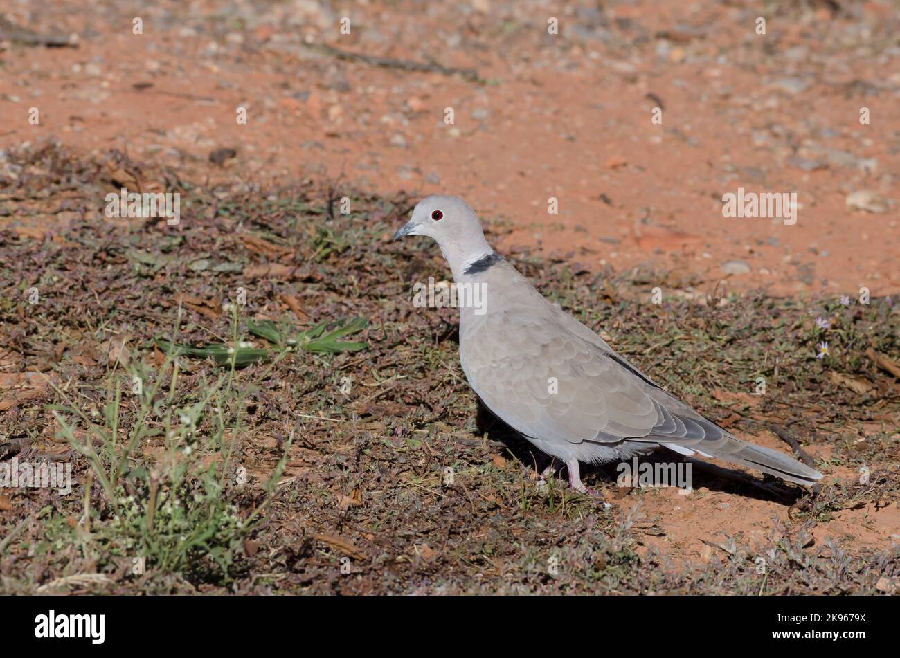 Eurasischen, Streptopelia decaocto Collared-Dove Stockfoto