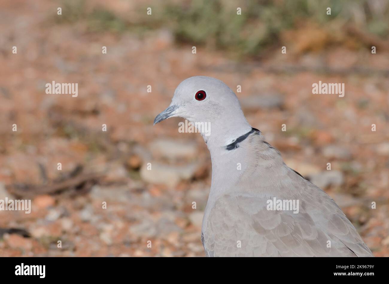 Eurasischen, Streptopelia decaocto Collared-Dove Stockfoto