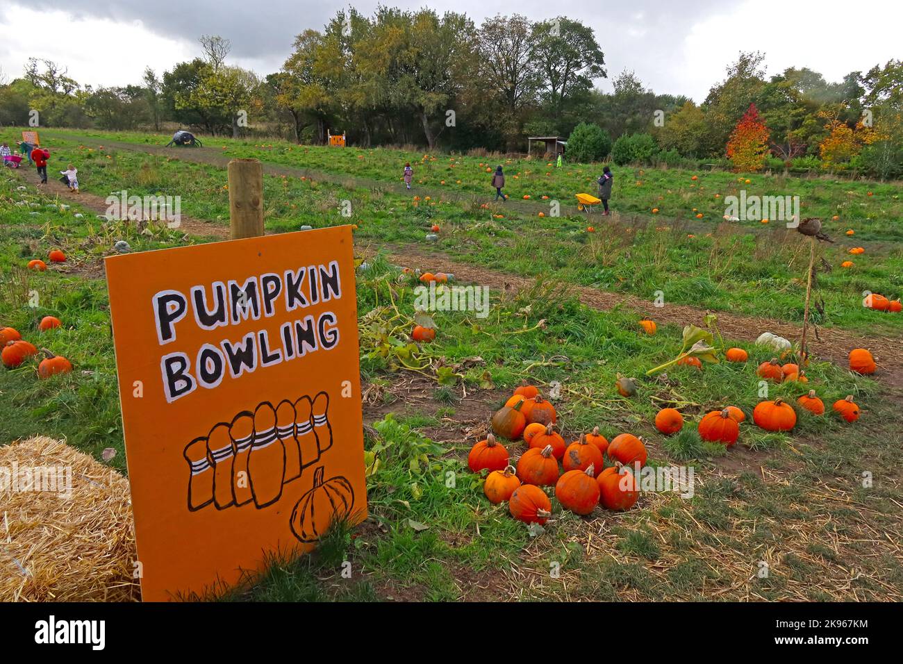 Pumpkin Bowling auf der Lymm Pumpkin Patch Farm, Massey Brook Lane, Lymm, Warrington, ENGLAND, GROSSBRITANNIEN, WA13 0EG Stockfoto