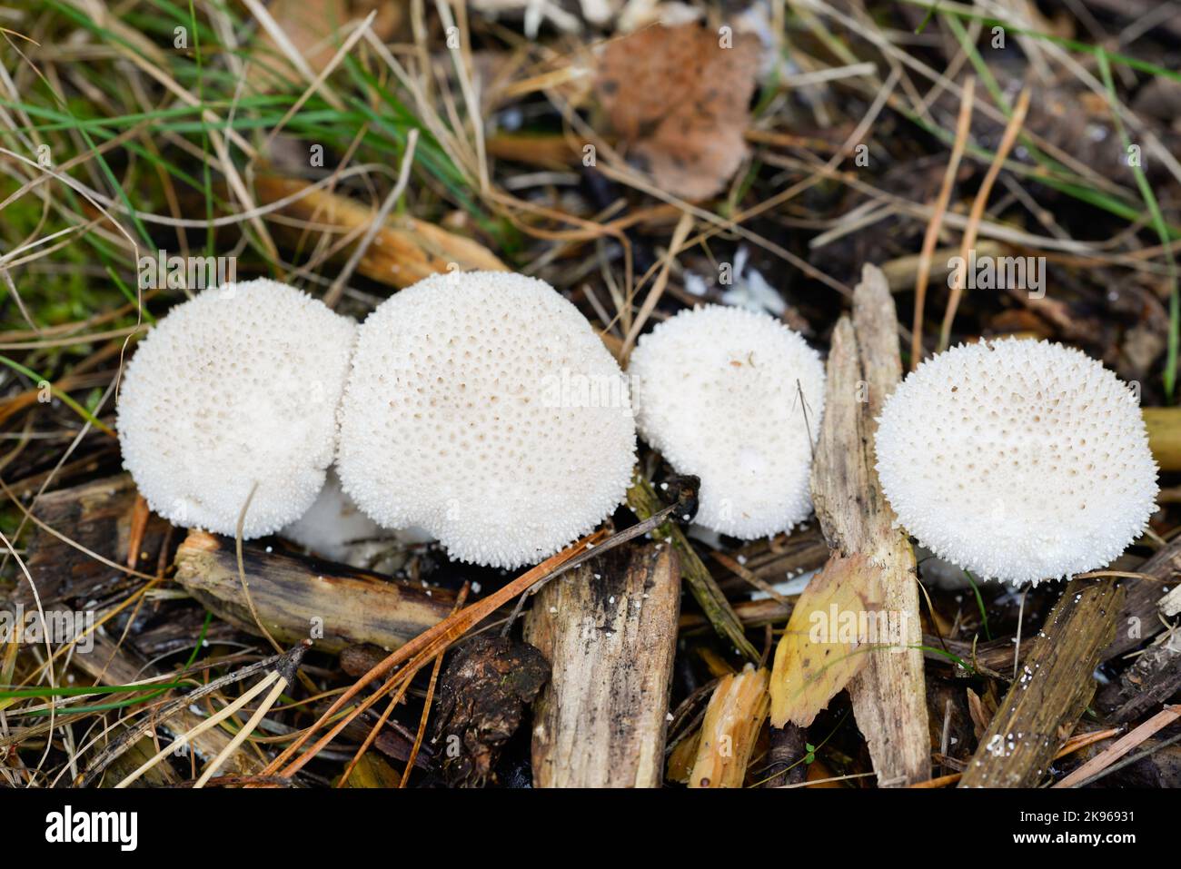 Lycoperdon perlatum, gewöhnlicher weißer Puffball-Pilz, Nahaufnahme selektiver Fokus Stockfoto