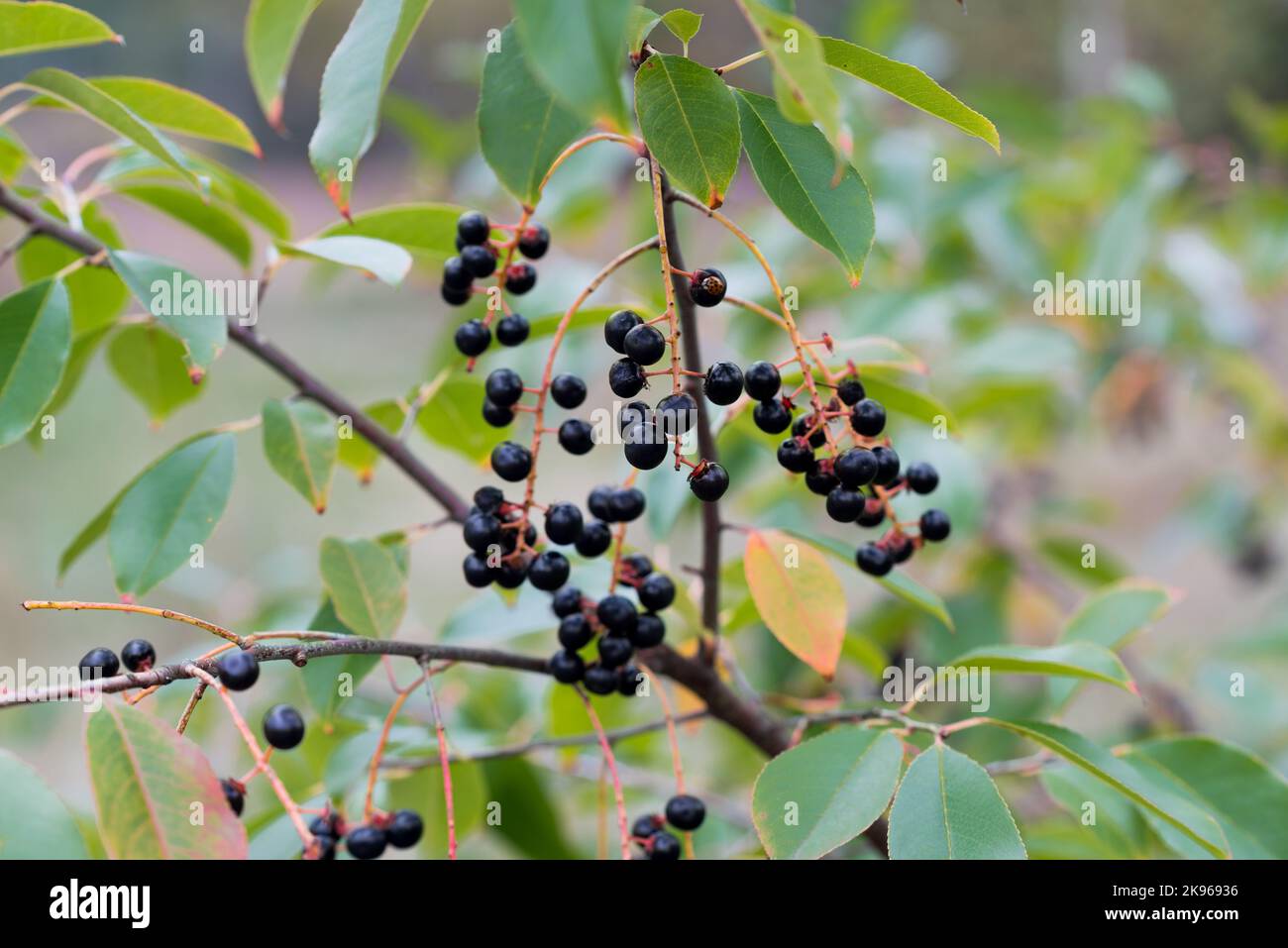 Prunus serotina, wilde schwarze Kirsche wilde schwarze Beeren auf Zweig Nahaufnahme selektiver Fokus Stockfoto