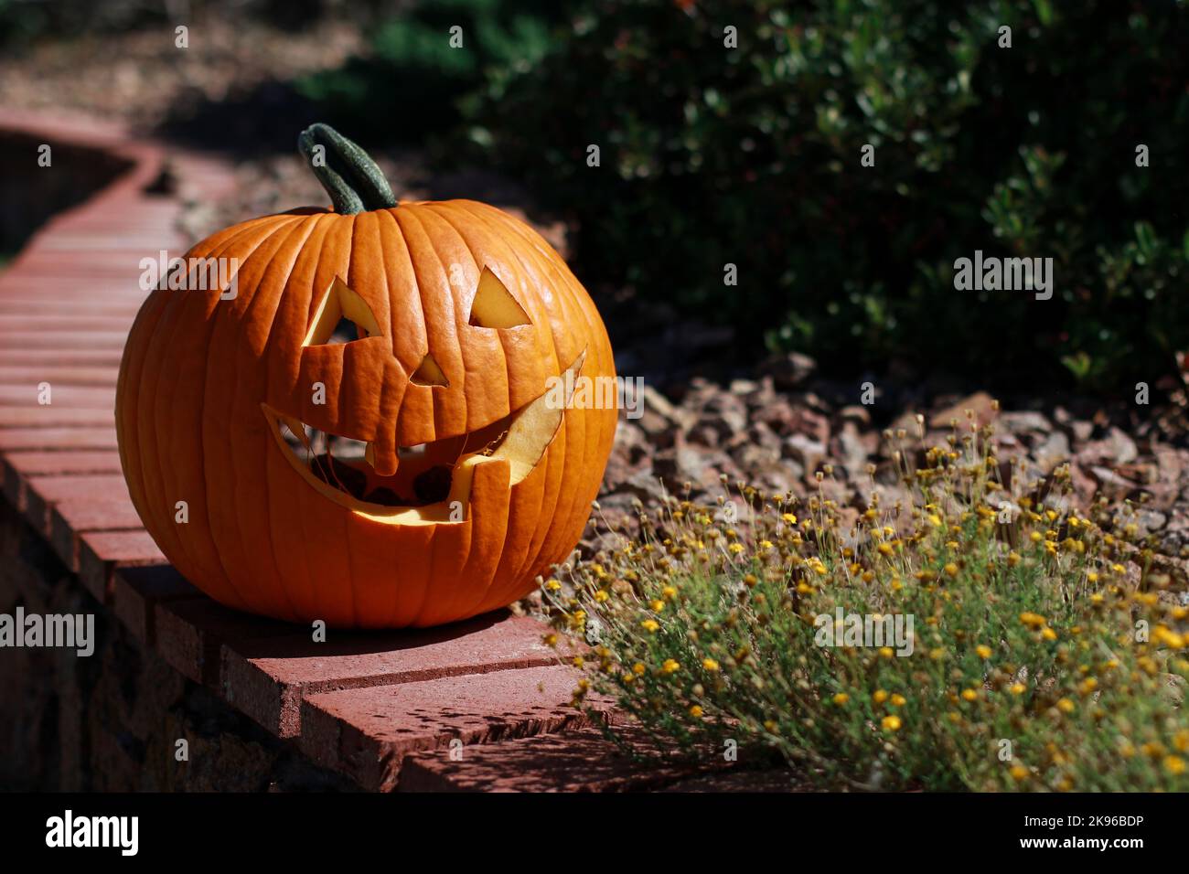 Nahaufnahme des großen halloween Kürbis im Hausgarten Stockfoto