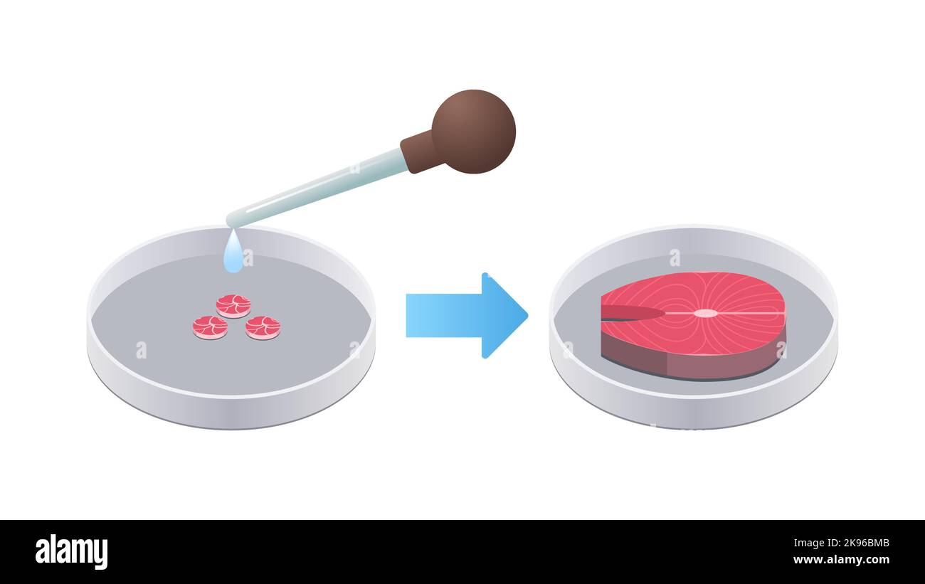 petrischale mit Fischsteak aus rohem rotem Fleisch, das aus Tierzellen hergestellt wurde, künstliche Fleischproduktion aus Laboranbau Stock Vektor