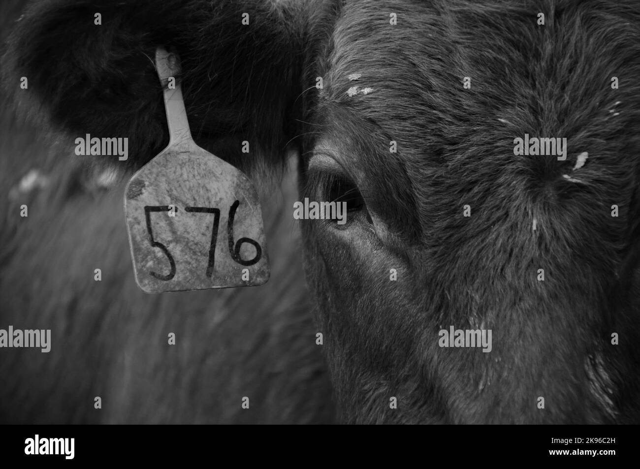 Rinderwadenauge mit Ohranhänger Stockfoto