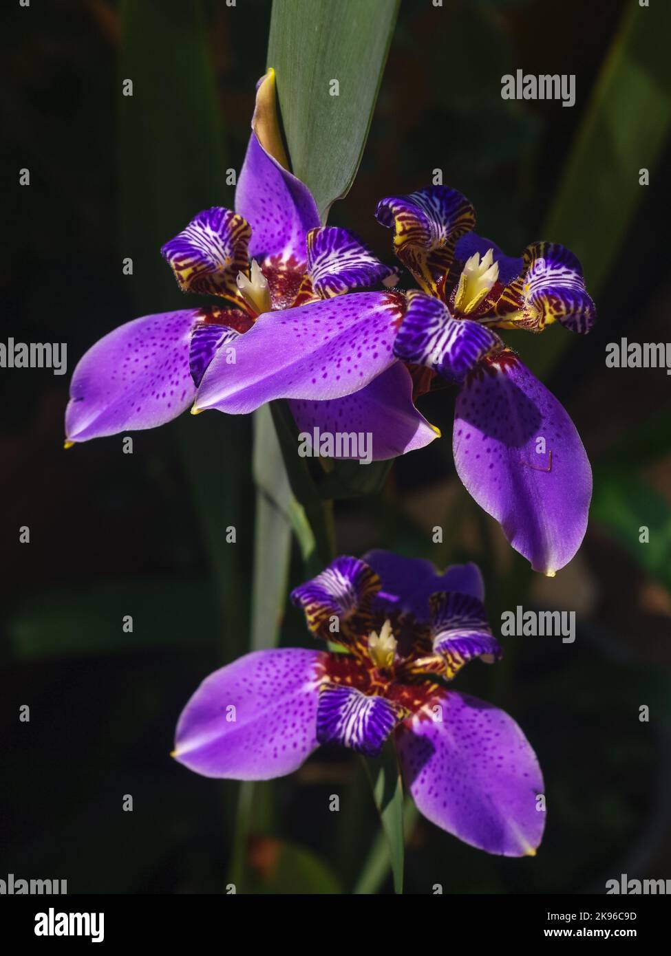 Nahaufnahme der Neomarica caerulea aka Apostels Iris oder der wandelenden Iris purpurblaue Blüten, die im Freien in Sonnenlicht auf dunklem Hintergrund isoliert sind Stockfoto