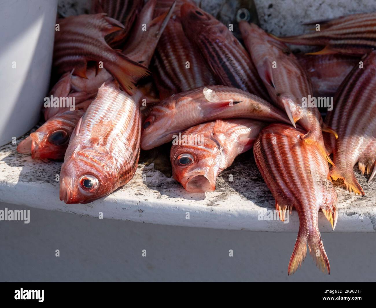 Frisch gestreifter Eichhörnchen-Fisch (Sargocentron rubrum) auf einem Fischerboot, wunderschöner Hafen von Agios, Zypern. Stockfoto