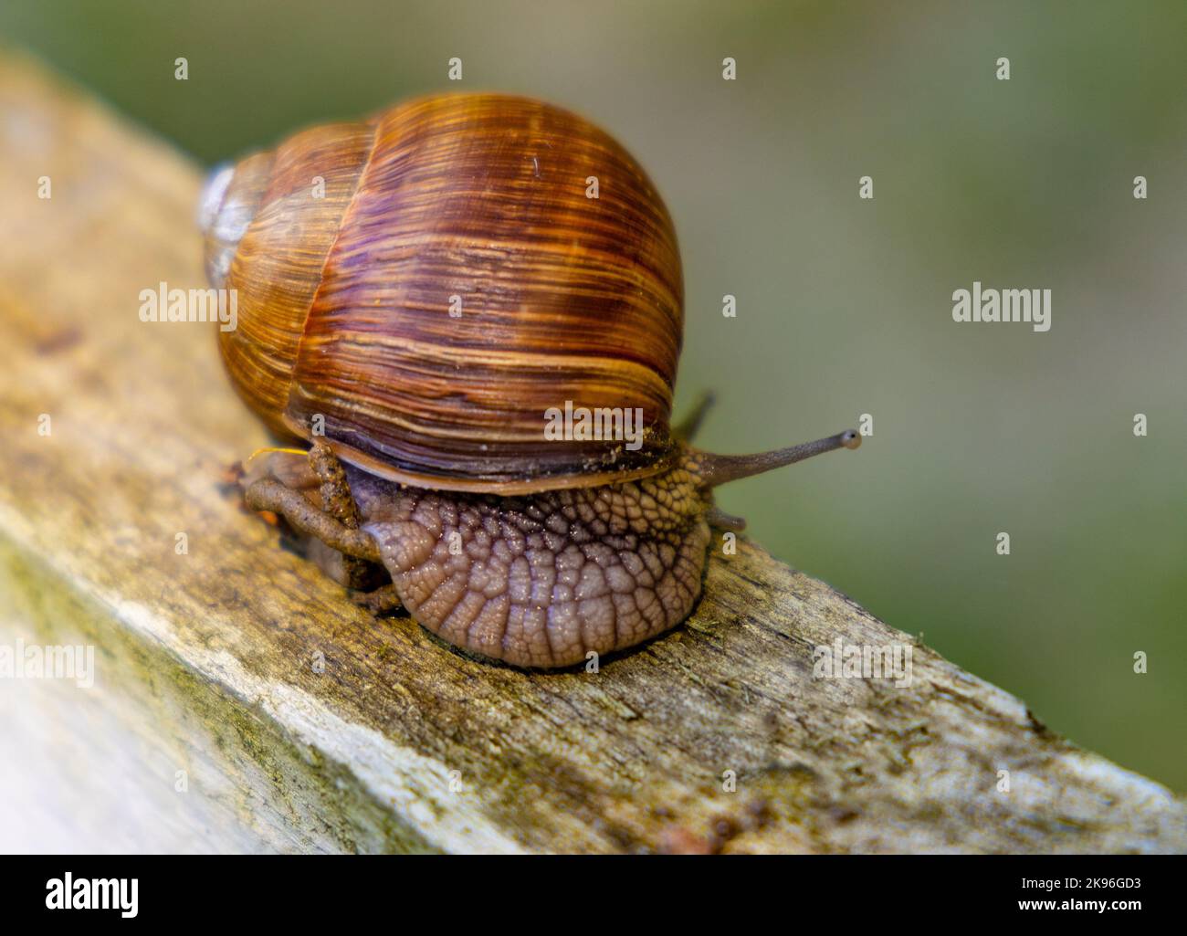 Römische Schnecke - lateinische Helix pomatia - im Sommer im Dorf Rozalin in Mazovia in Polen als Burgunder Schnecke oder Schnecke im Schlosspark bekannt Stockfoto