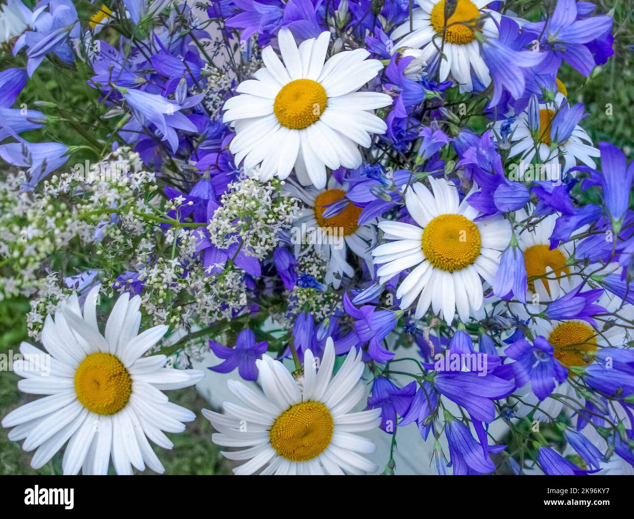 Wildblumen, Kamille und Bluebells aus der Nähe. Heilpflanzen. Phytotherapie. Floraler Hintergrund. Stockfoto