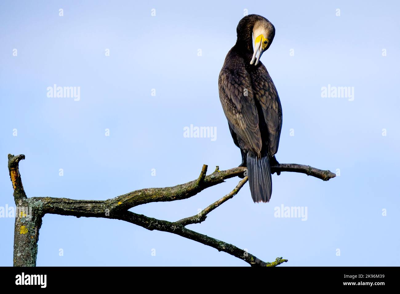 DEU, Deutschland, Nordrhein-Westfalen, Ruhrgebiet, Essen, 26.10.2022: Ein Kormoran pflegt sein Gefieder auf einem Baum am Ufer des Essener Baldeneysee Stockfoto