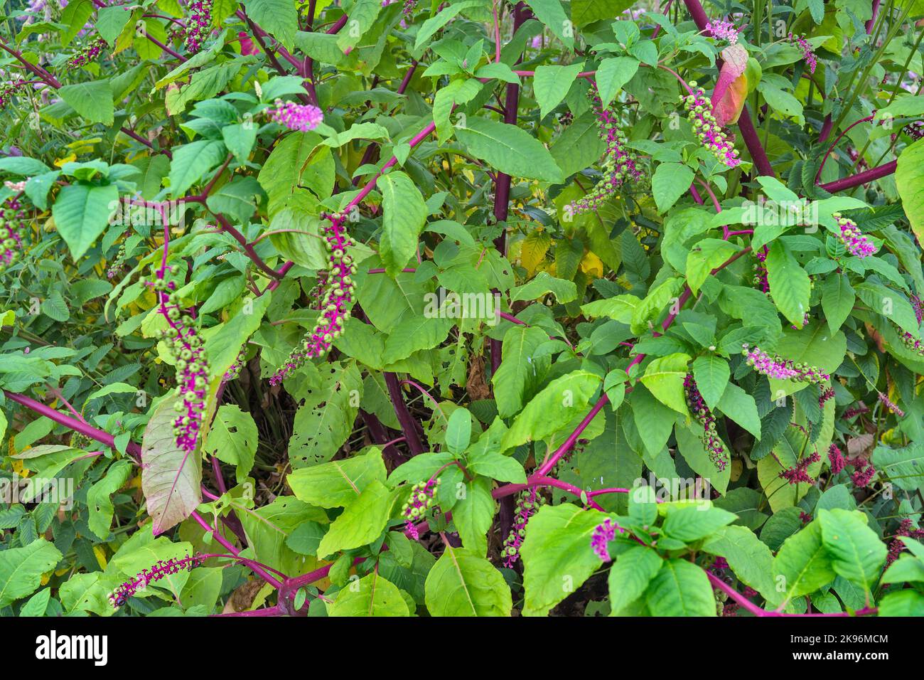 Phytolacca Americana - American Pokeweed beladen mit Beeren und Füllen des Rahmens Stockfoto