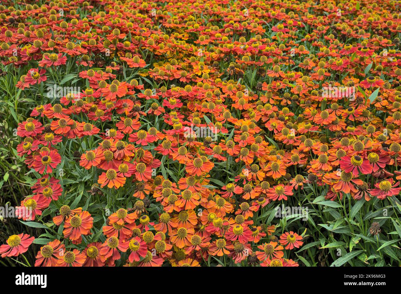 Auffällige Helenium Kupferwerg oder Nieszewort Blumen füllen den Rahmen Stockfoto