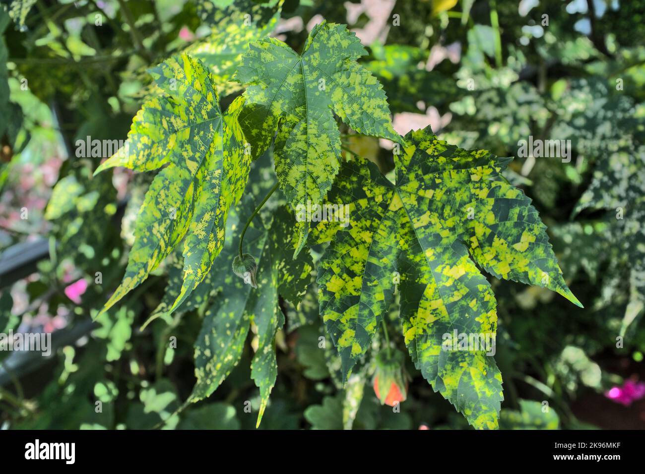 Abutilon indisches Malggrün Stockfoto