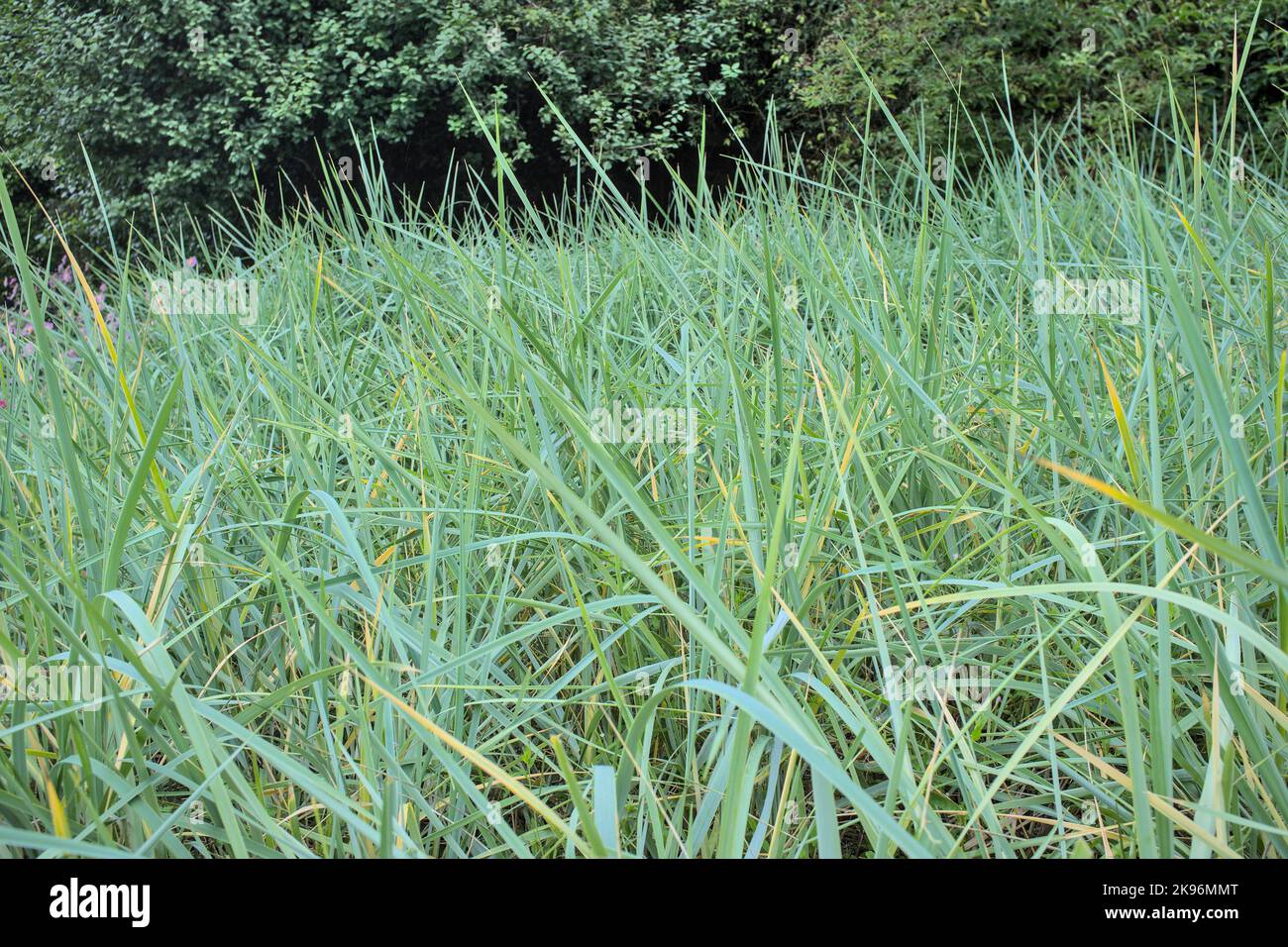 Nahaufnahme von Leymus arenarius European Dune Grass Stockfoto