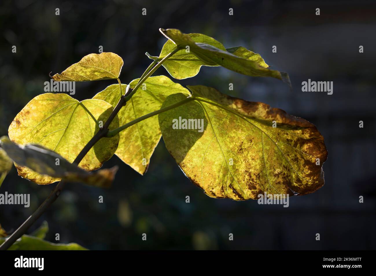 Catalpas ist ein Laubbaum und vergießt ihre Blätter jährlich in der Regel im Herbst oder nach dem ersten Frost Stockfoto