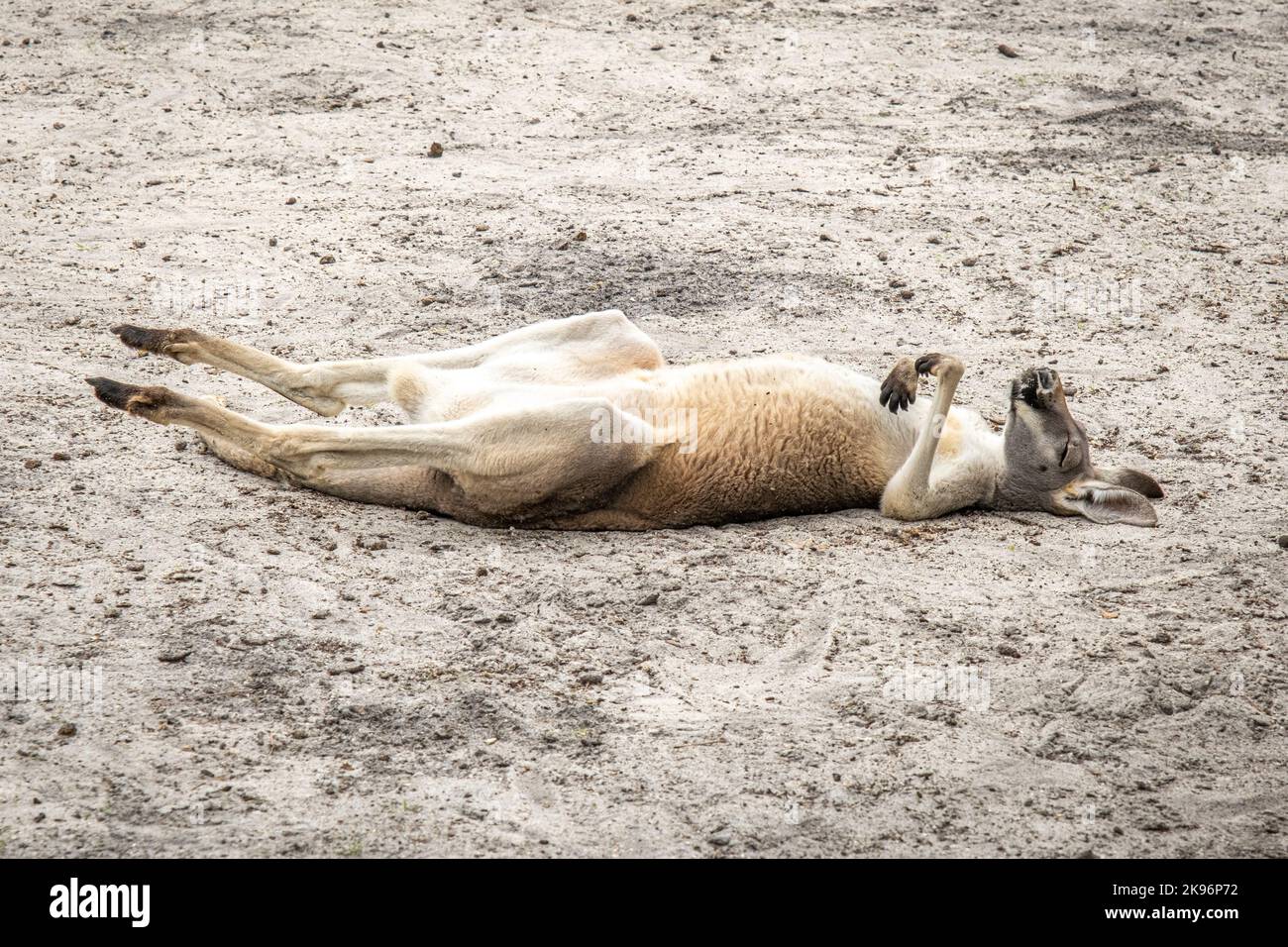 Lustiger Blick auf ein Känguru, das auf dem Rücken auf dem Sand schläft. Stockfoto
