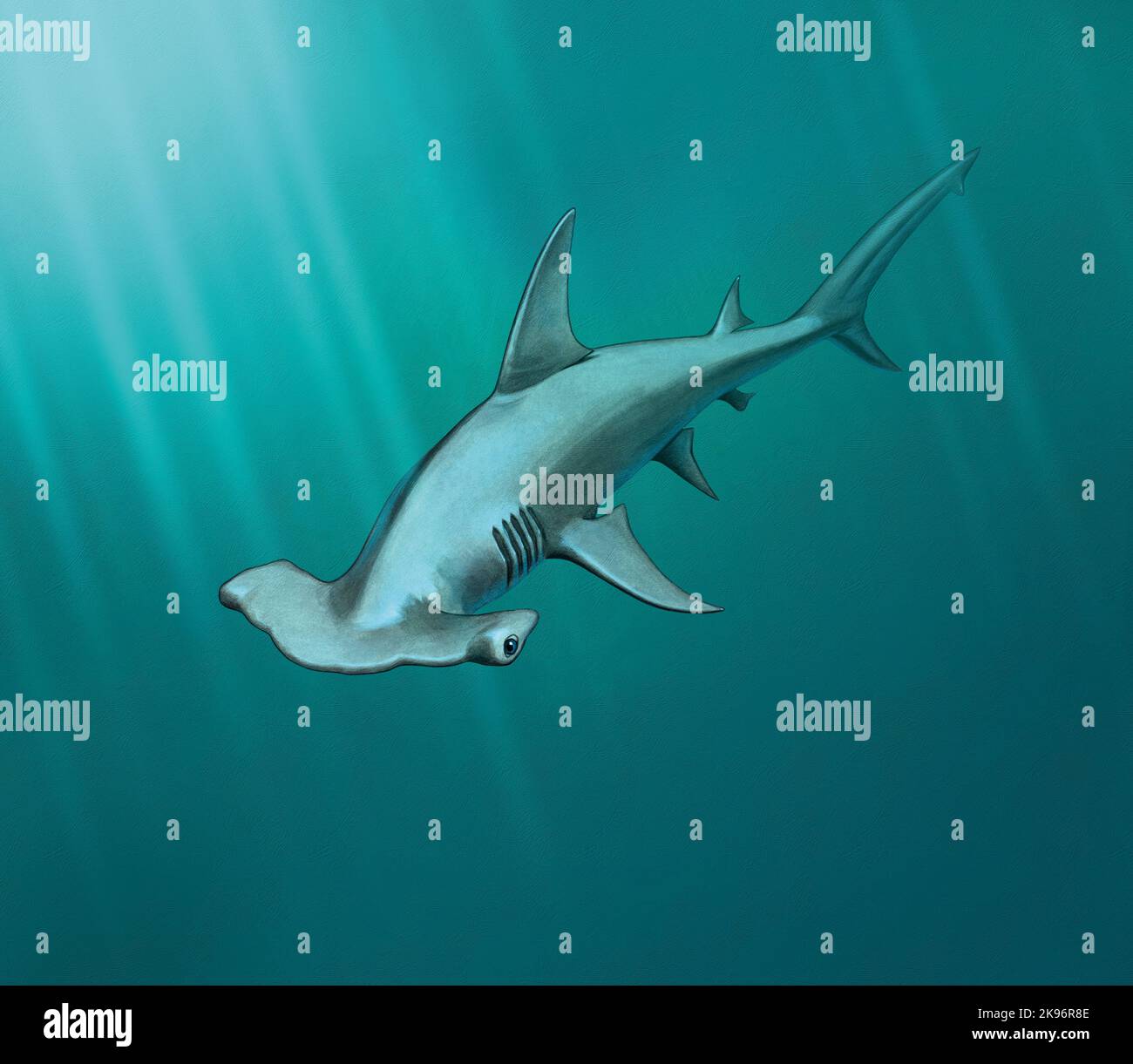 Illustration eines Hammerhais, der mit Lichtstrahlen unter Wasser schwimmte Stockfoto