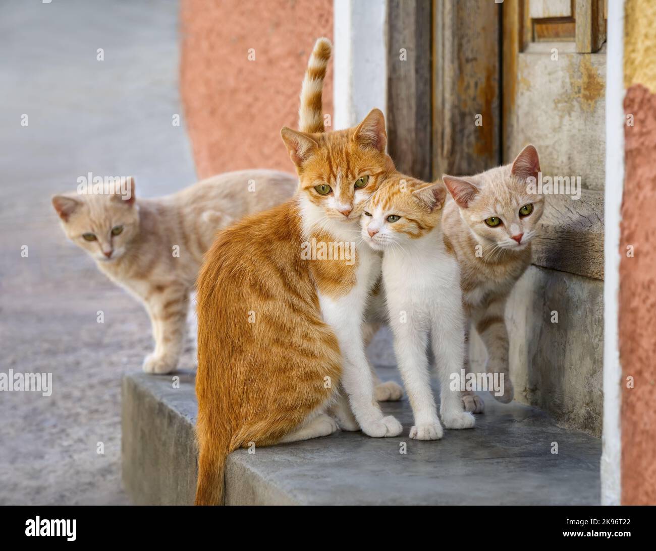 Nette Katzenfamilie, die vor einer Haustüre posiert, liebliche Katzen, die sich gegenseitig den Kopf reiben, Griechenland, Europa Stockfoto